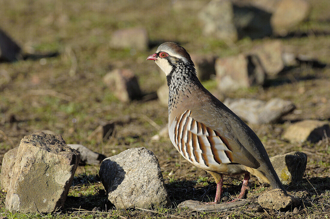 Red-legged Partridge (Alectoris rufa).