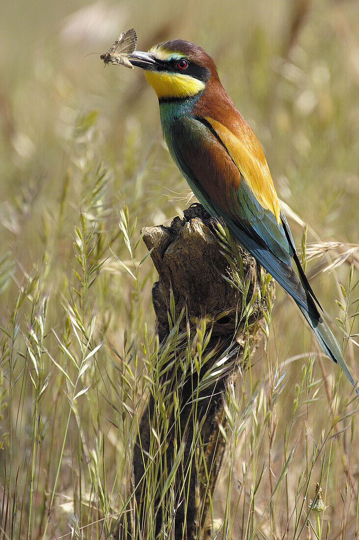 European Bee Eater (Merops apiaster). Málaga province, Andalusia. Spain