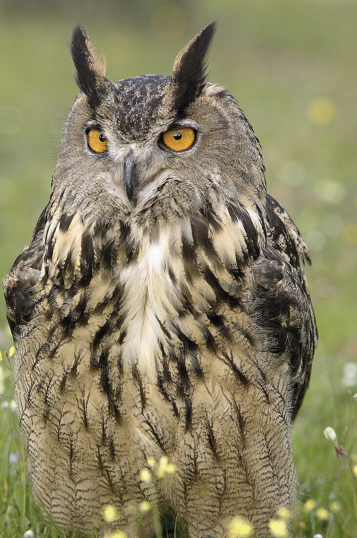 Eagle Owl (Bubo bubo).