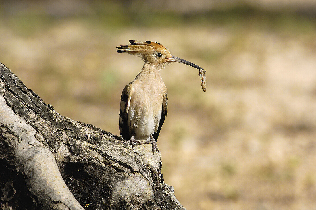 Hoopoe (Upupa epops), Malaga province, Andalusia, Spain.