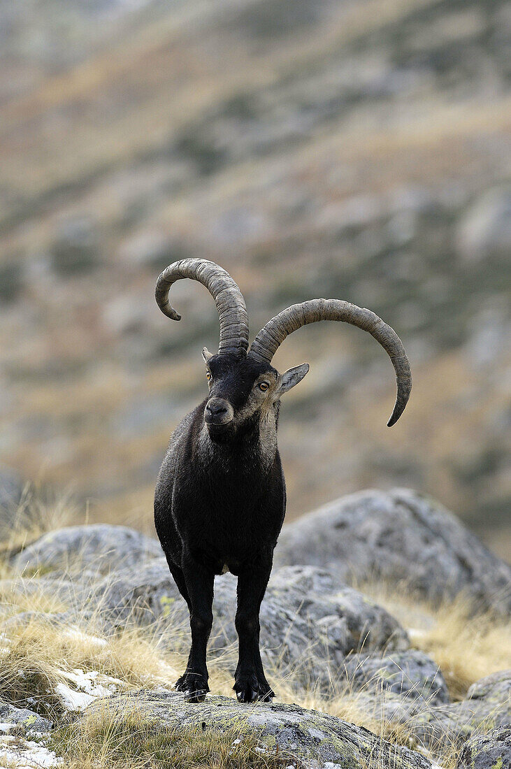 Spanish Ibex (Capra pyrenaica) at Sierra de Gredos. Ávila province, Castilla-León, Spain