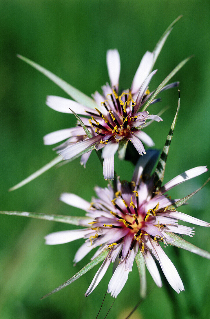 Endemic flower (Pterocephalus lasiospermus). Tenerife, Canary Islands. Spain