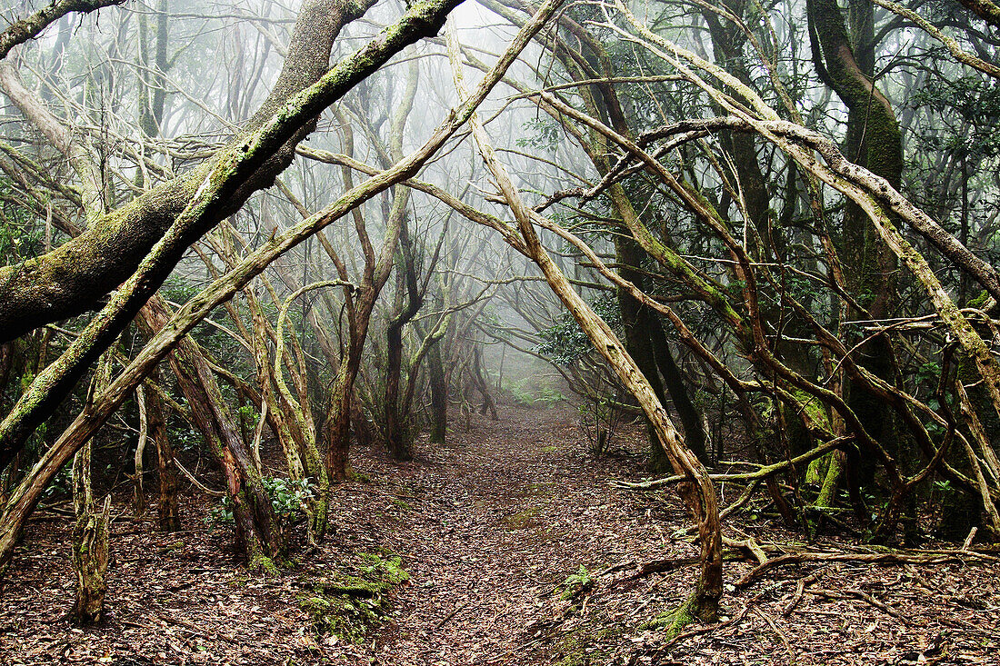 Laurisilva forest. Anaga. Tenerife Island. Canary Islands. Spain