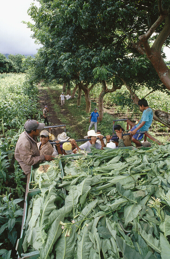 Tobacco plantation. San Andres. Veracruz. Mexico