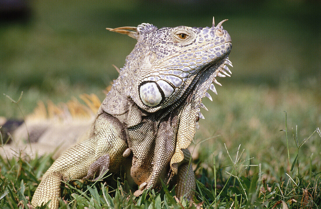 Adult Iguana. Ixtapa, Guerrero state, Mexico