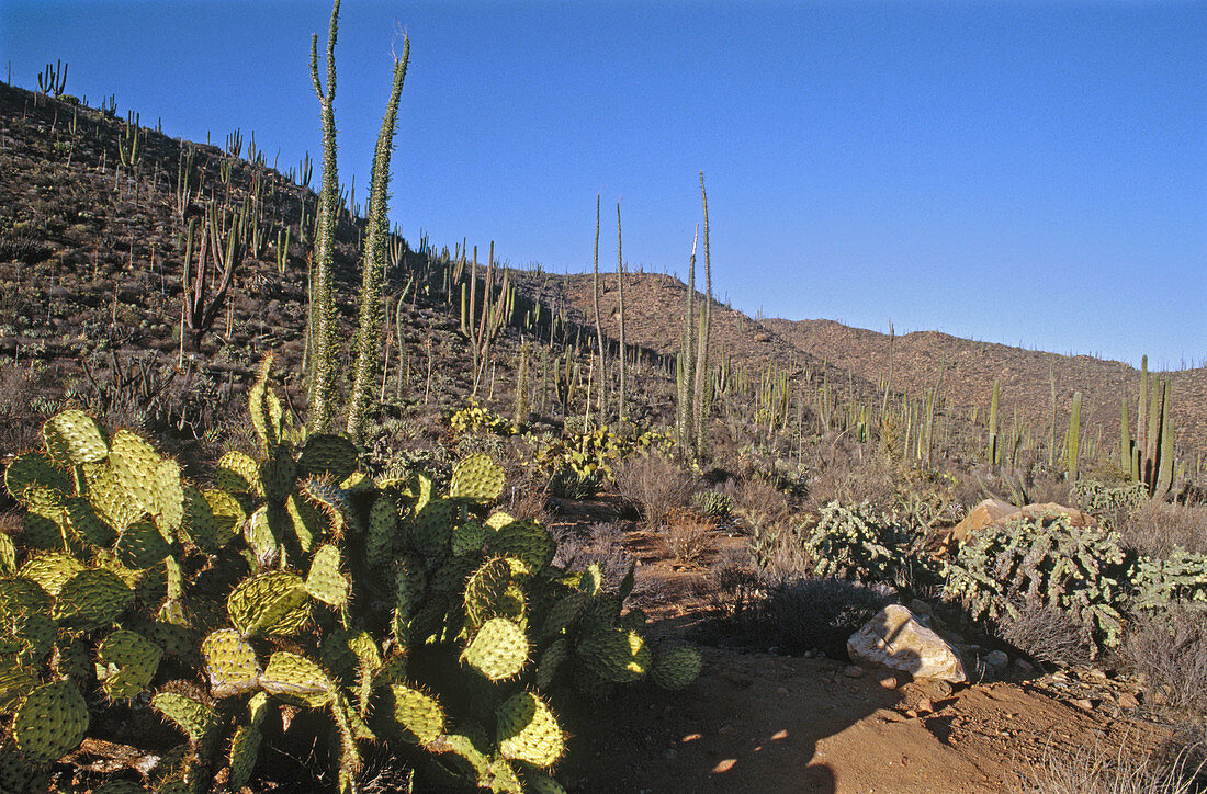 Desert view, Baja California, Mexico