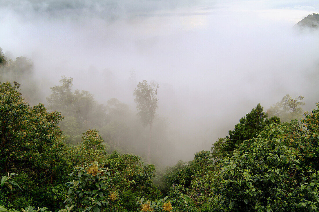 Forest. Sierra de Motozintla. El Porvenir. Chiapas. Mexico.