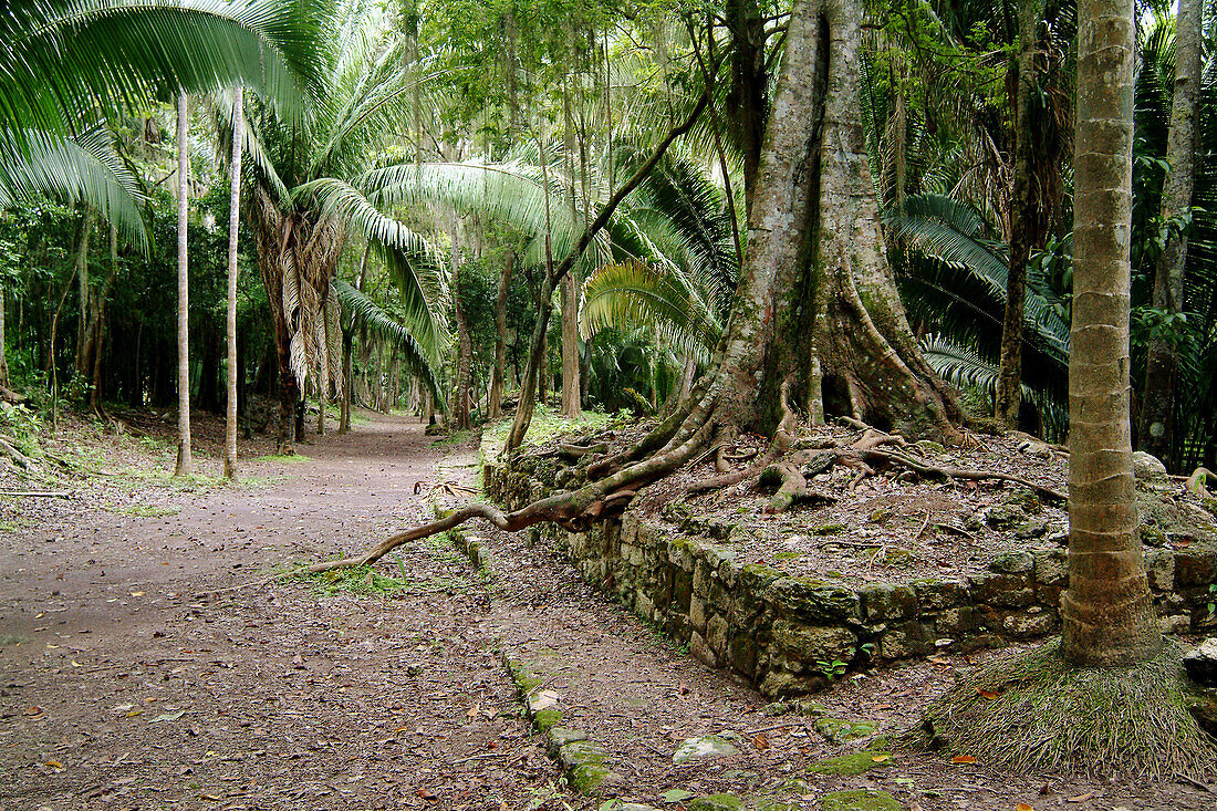 Mayan archaeological area. Chacchoben. Quintana-Roo. Yucatán. Mexico.