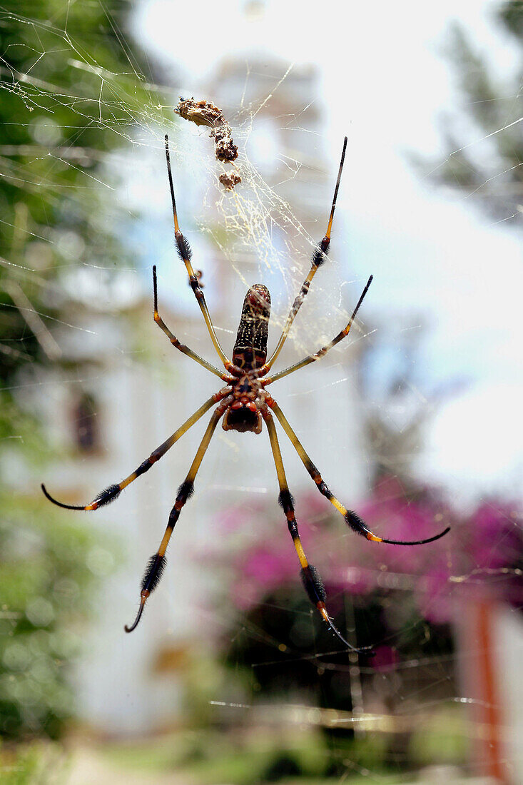 Spider. Centla. Huatusco. Veracruz. Mexico.