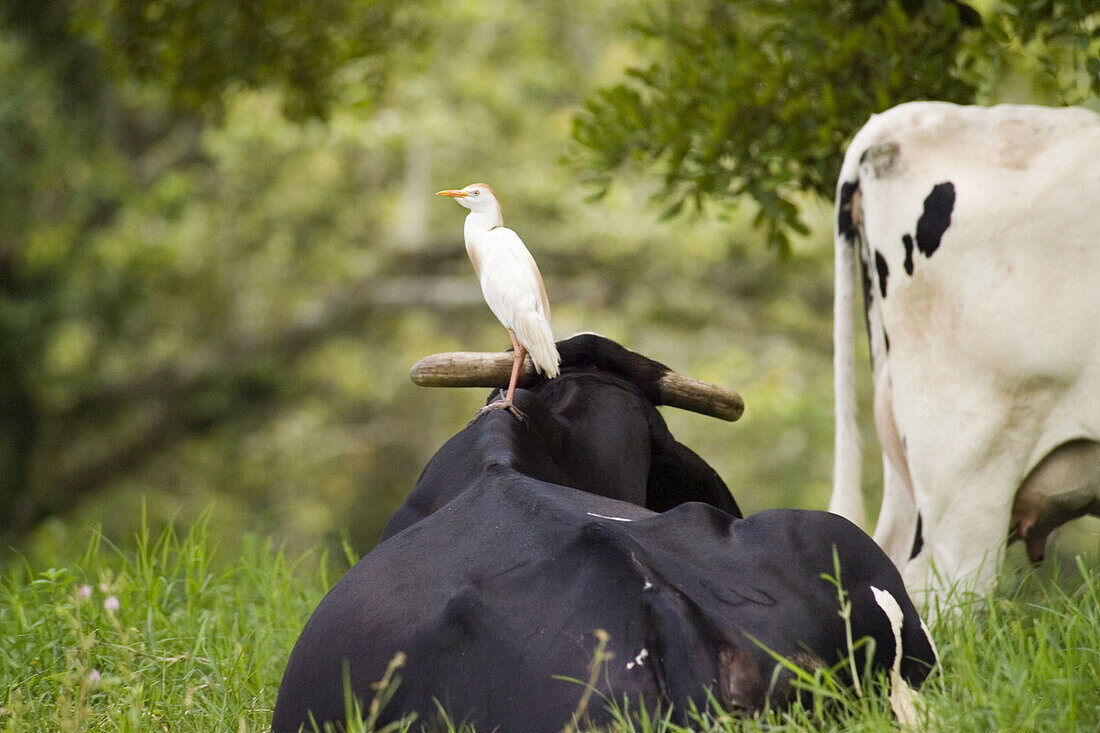 Heron and cattle. Veracruz, Mexico