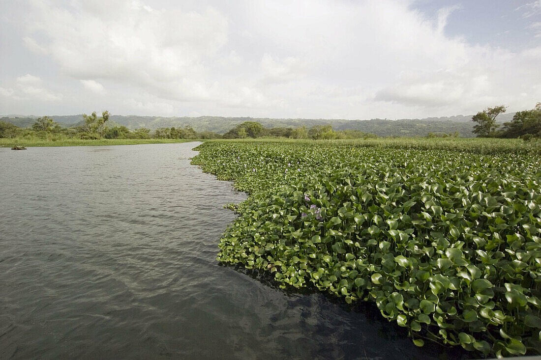 Water lillies at Laguna Catemaco. Veracruz, Mexico
