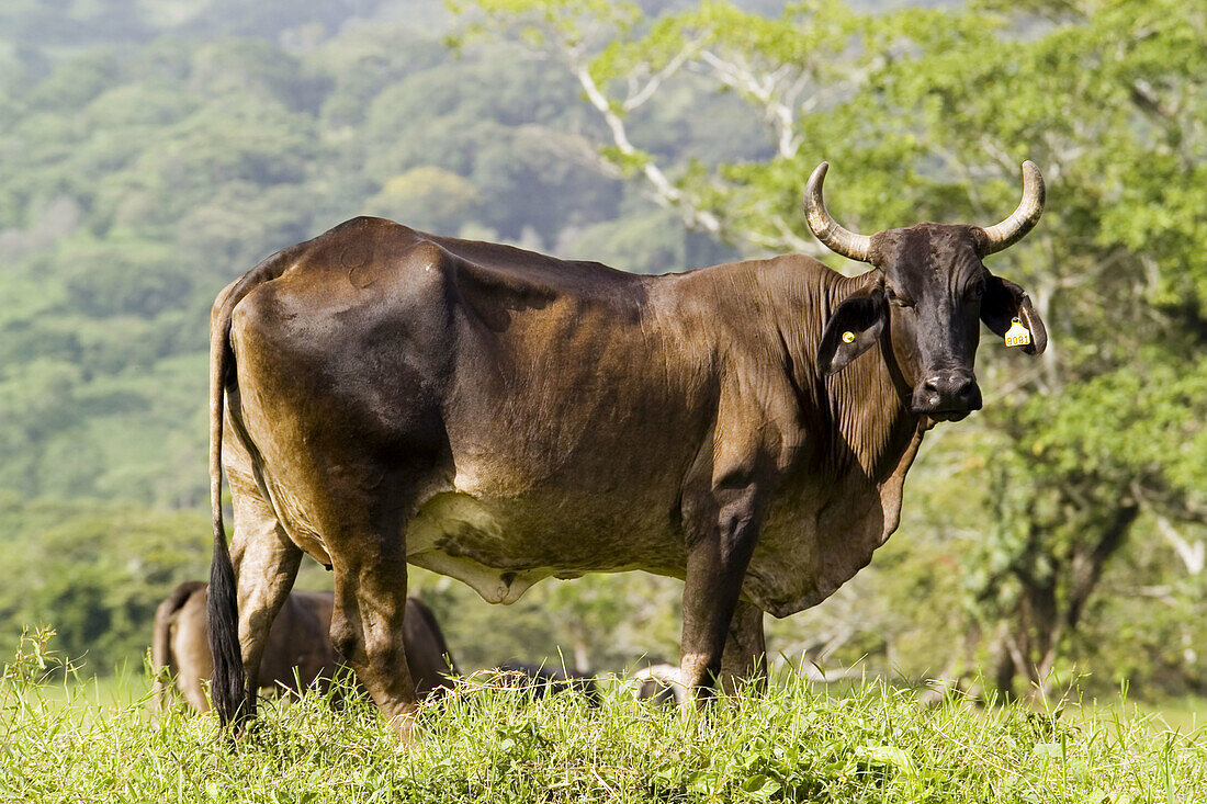 Bull. Veracruz, Mexico