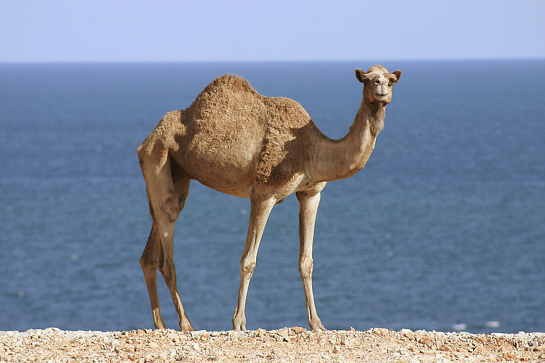 Camel posing on the Arabian Sea, Ral As Khabbah, Oman.