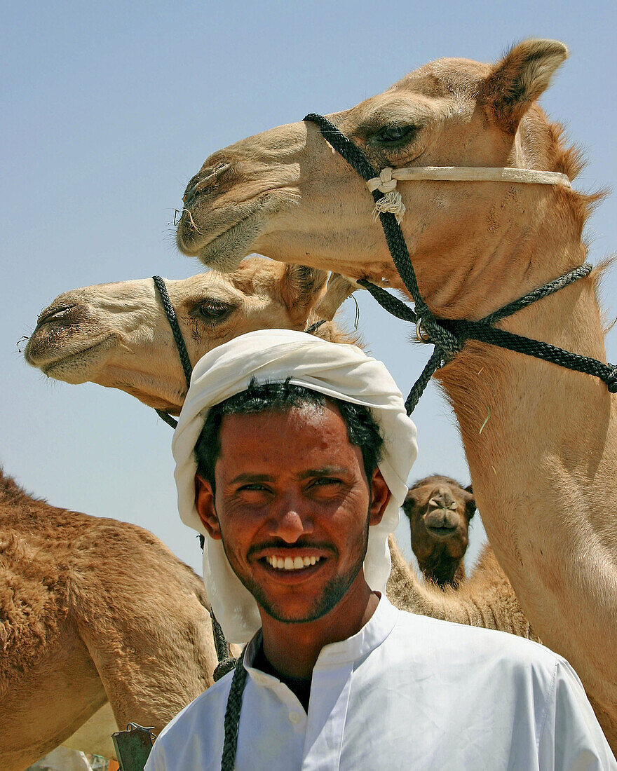 Smiling man with his herd of camels, Abu Dhabi, United Arab Emirates.