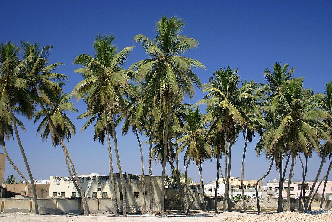 Palm trees shading beachfront houses, Salalah, Oman