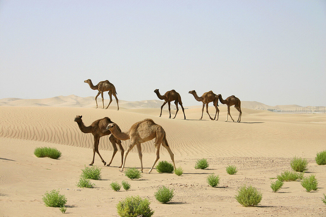 Herd of camels crossing sandy dunes, Abu Dhabi, United Arab Emirates.