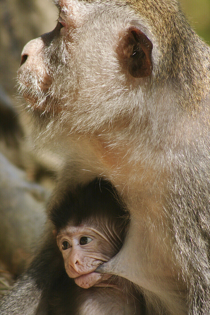 Wild Grey Macaque monkey breast feeding, Lombok, Indonesia