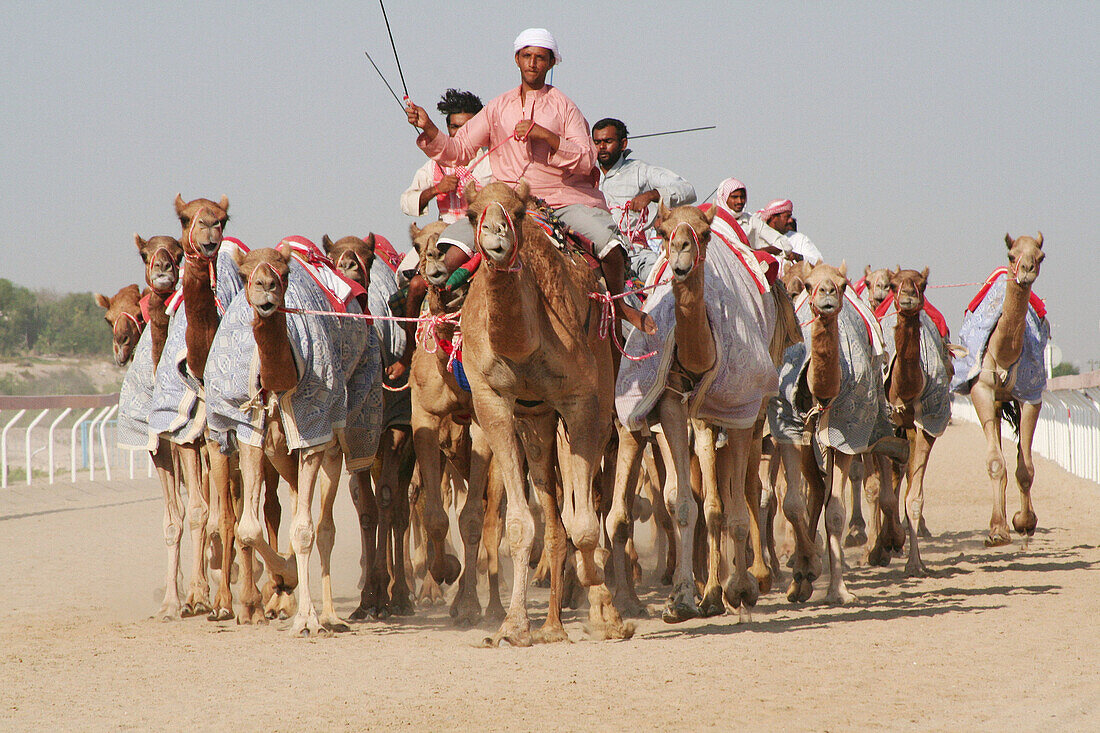Camels in training, Al Watba Camel Racetrack, Abu Dhabi, United Arab Emirates