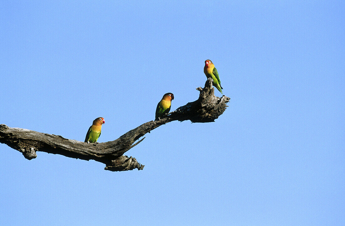 Fischers Lovebirds (Agapornis fischeri). Serengeti National Park. Tanzania