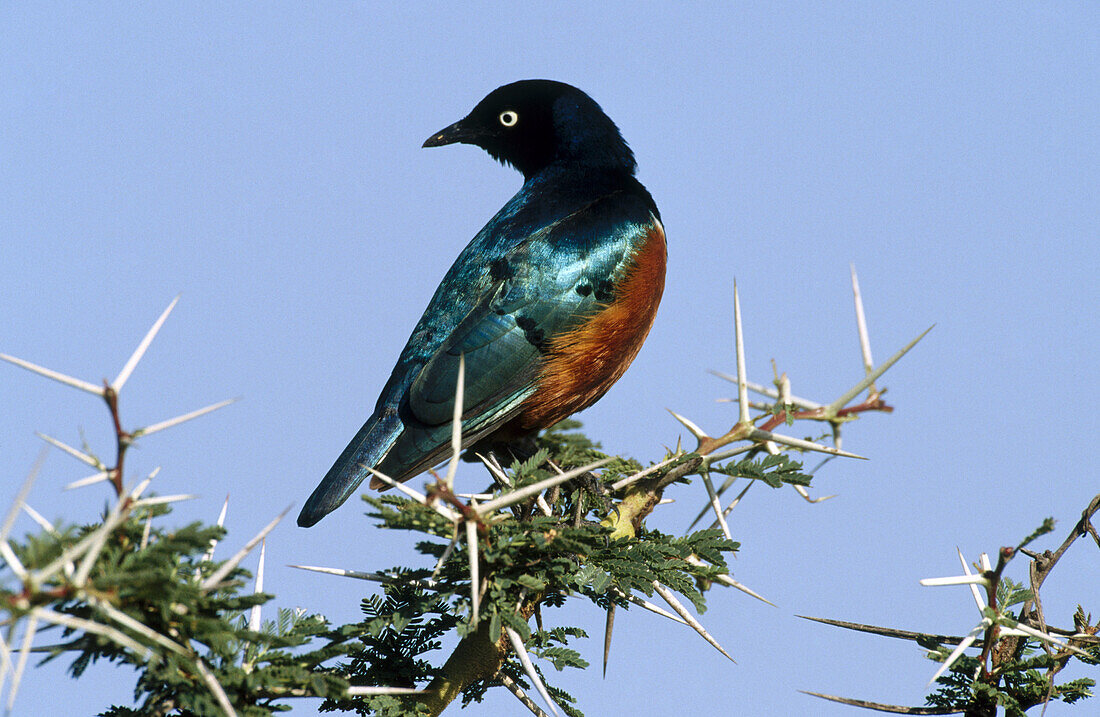 Superb Starling (Lamprotornis superbus). Serengeti National Park. Tanzania