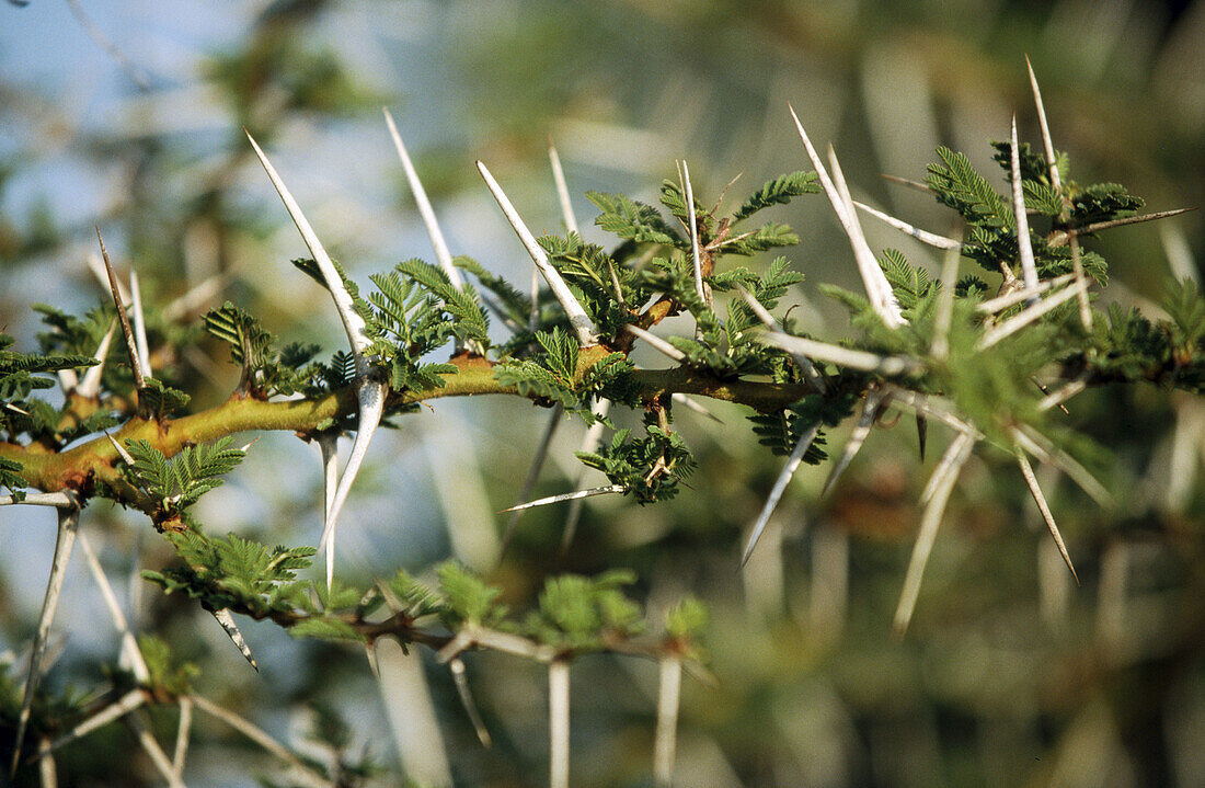 Acacia thorns (Acacia sp.). Serengeti National Park. Tanzania