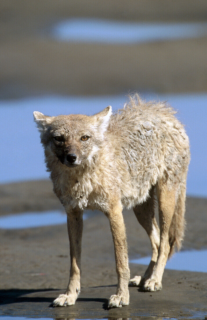 Black-backed Jackal (Canis mesomelas), Ngorongoro Crater National Park. Tanzania