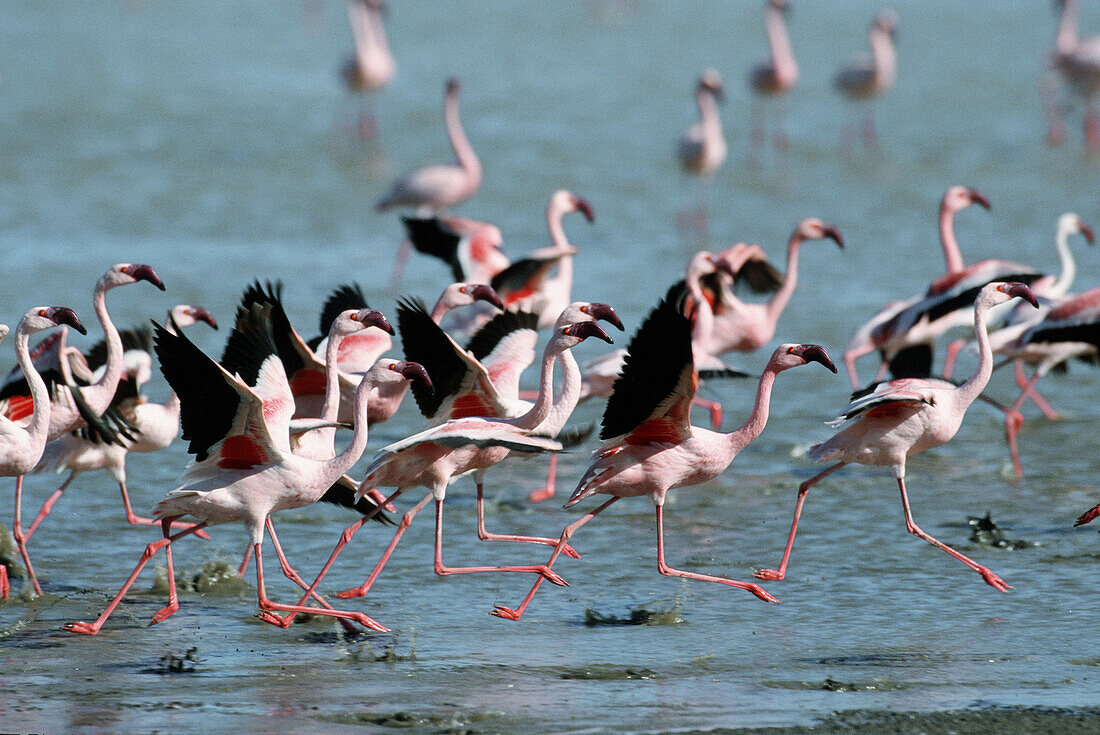 Lesser flamingos (Phoenicopterus minor) Ngorongoro crater and lake Magadi.