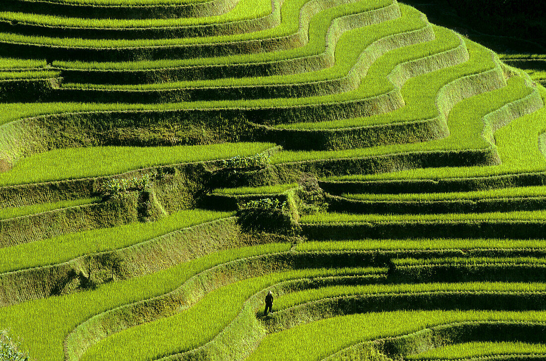 Rice terrace. Mouth of the Tiger. Scenic area. Yuanyang. China.