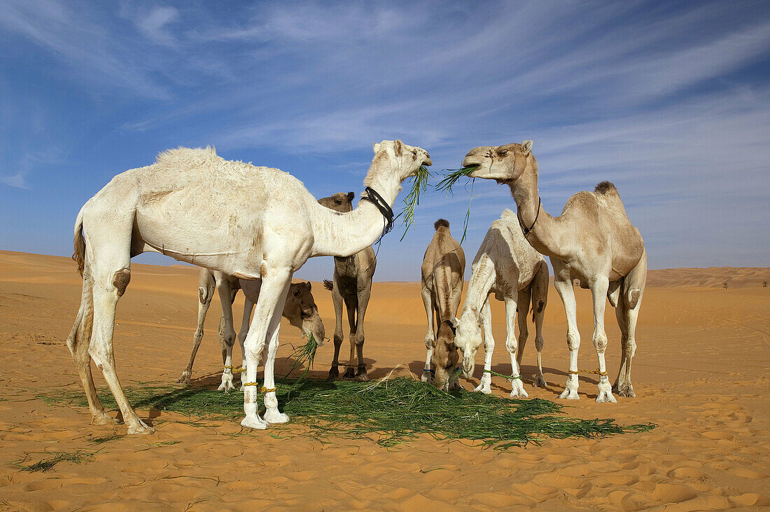 Camels (Camelus dromedarius) eating