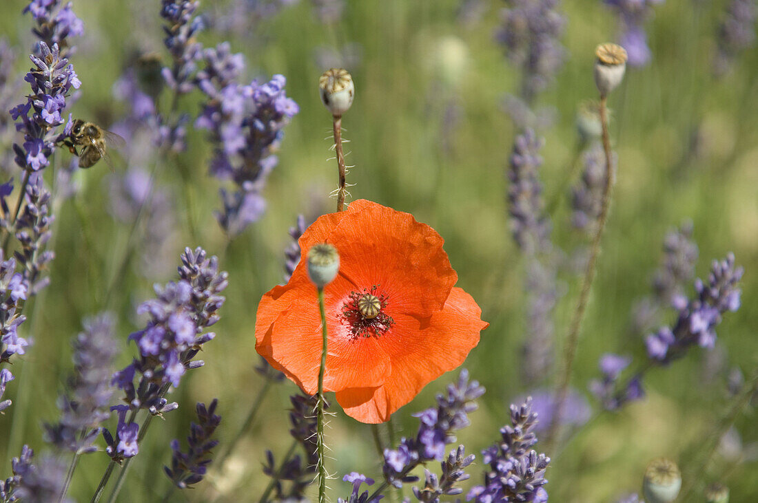 Common Poppy in Blooming Lavender Field. (Papaver rhoeas)