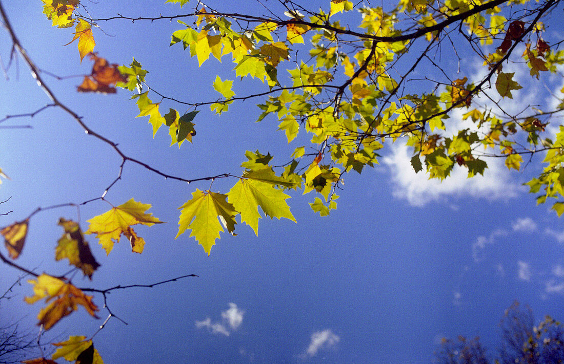 Leaves against sky in autumn