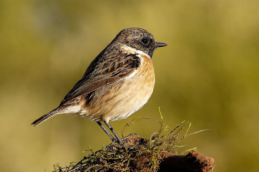 Stonechat (Saxicola torquata)