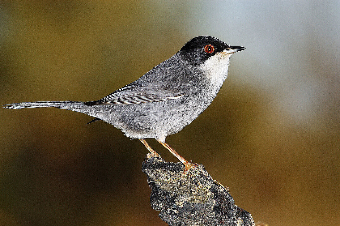 Warbler (Sylvia sp.)