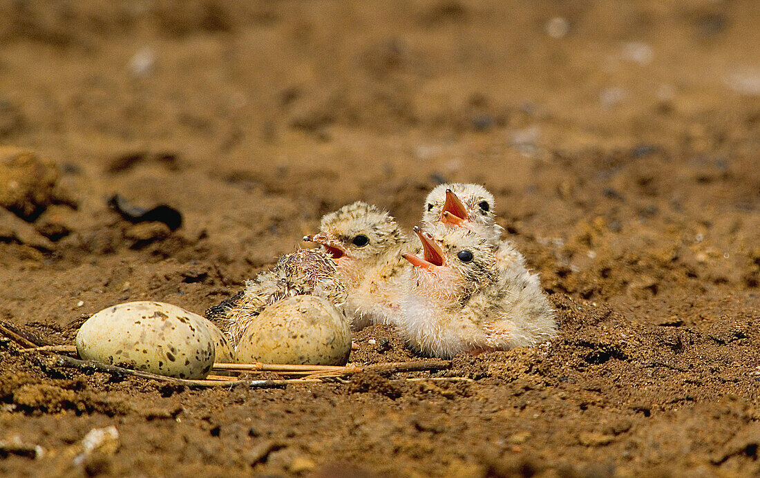 Tern chicks