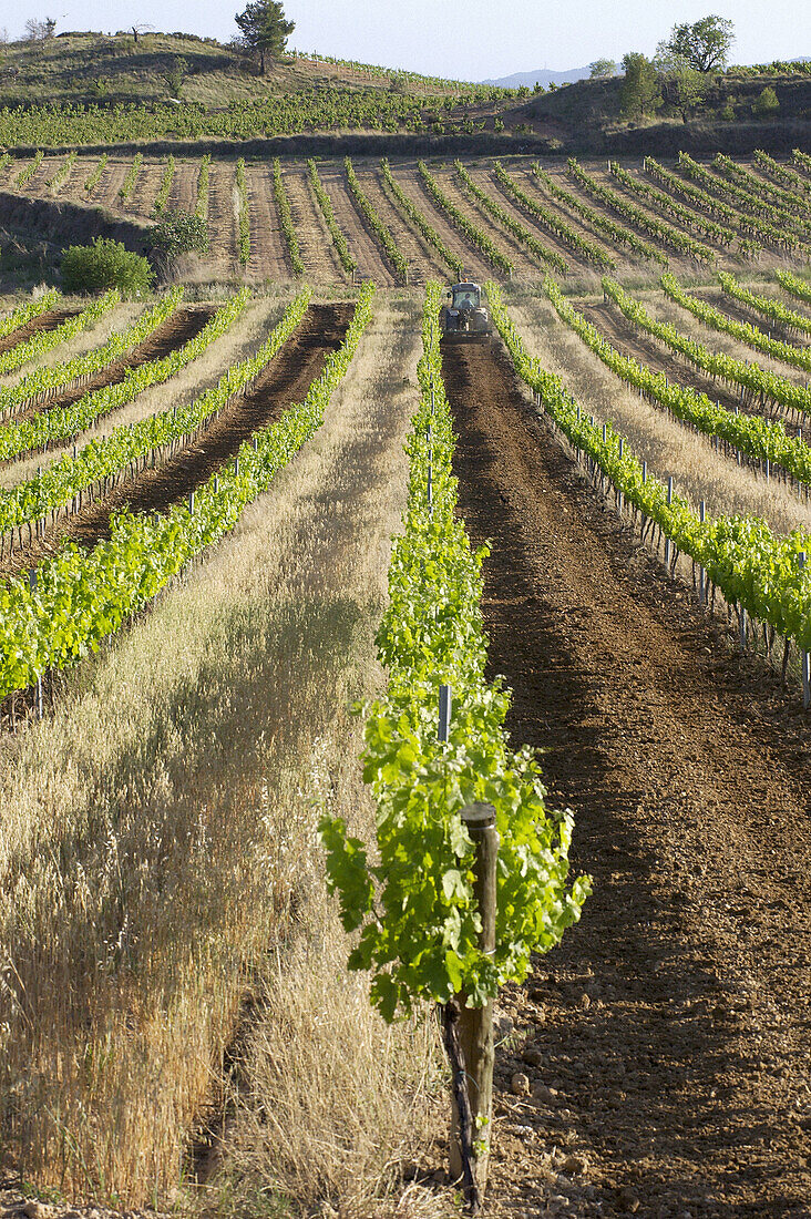 Vineyards in La Múnia, Alt Penedès. Barcelona province, Catalonia. Spain