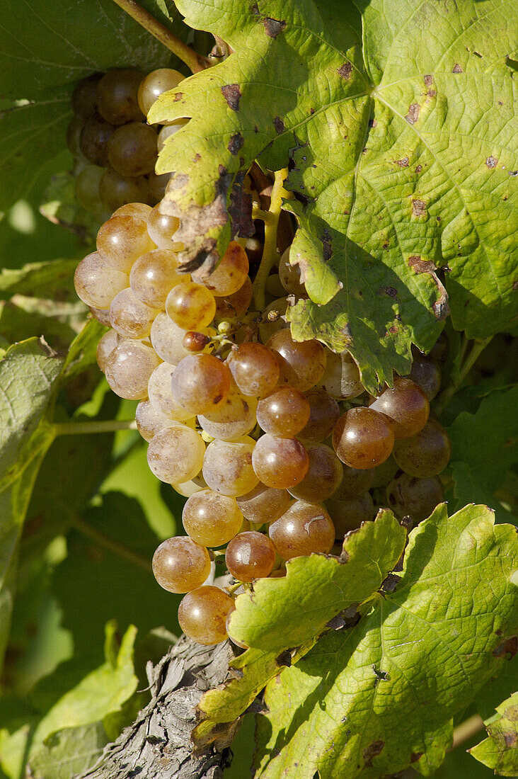 White grapes (Vitis vinifera). Castellví de la Marca, Alt Penedès. Barcelona province, Catalonia, Spain