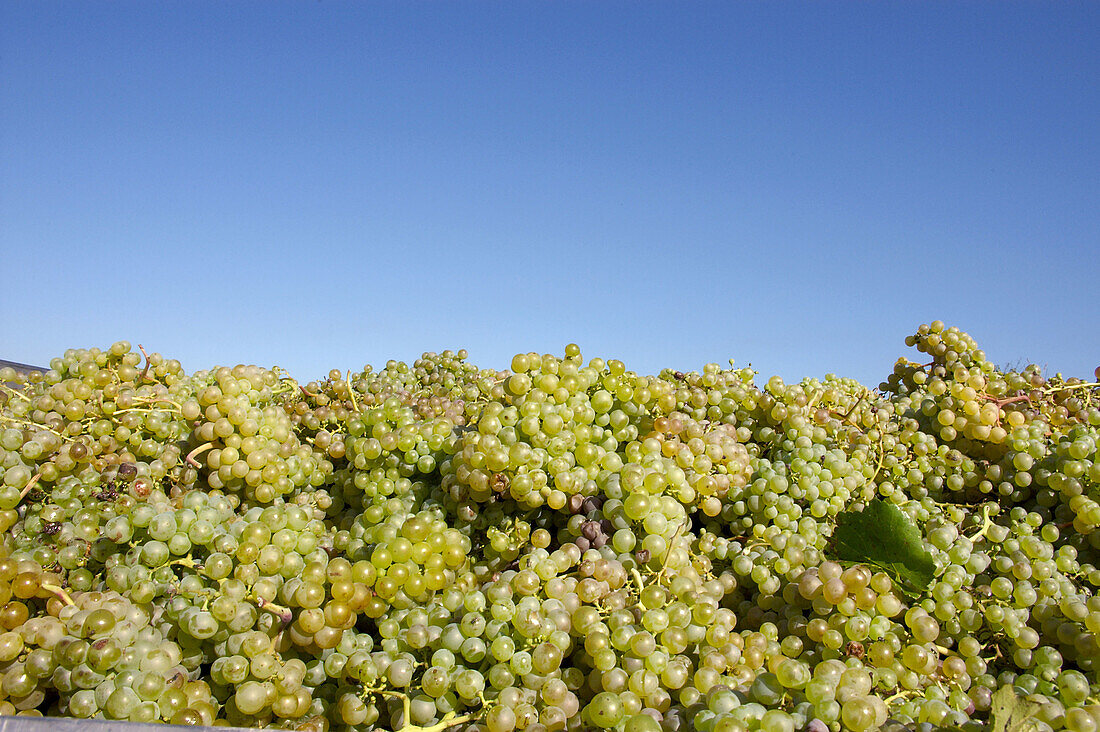 White grapes (Vitis vinifera) after vintage. La Múnia, Alt Penedès. Barcelona province, Catalonia, Spain