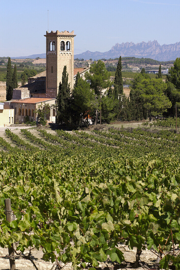 Vineyards and church of Lavern with Montserrat mountains in background, Subirats. Barcelona province, Catalonia, Spain