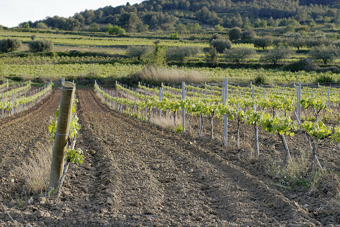 Vineyards, Sant Martí Sarroca. Alt Penedès, Barcelona province, Catalonia, Spain