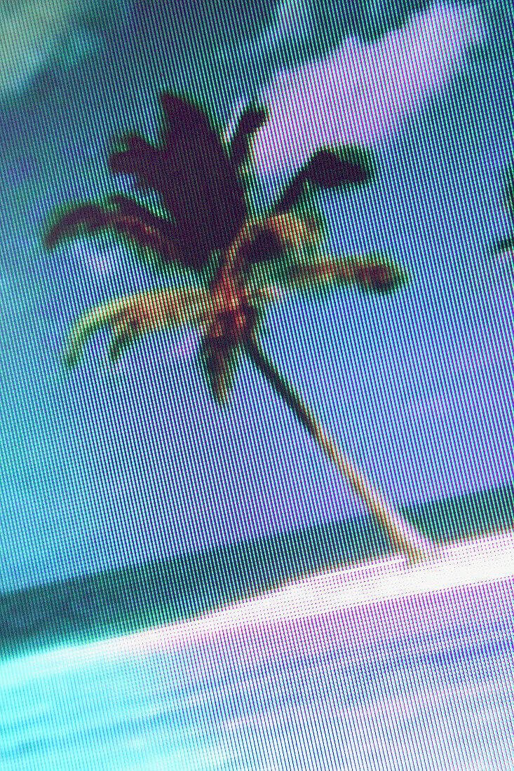 Palm tree on an island.