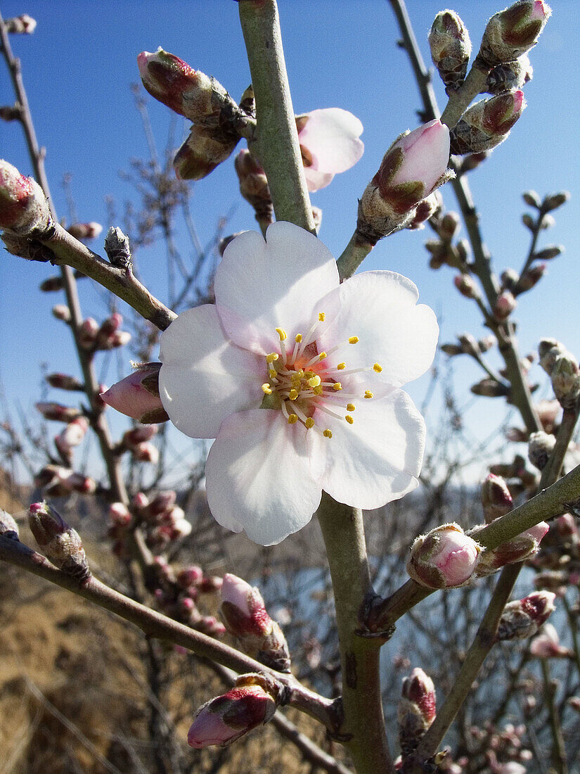 Almond tree flowers (Prunus amygdalus). Burujón. Toledo province. Castilla-La Mancha. Spain