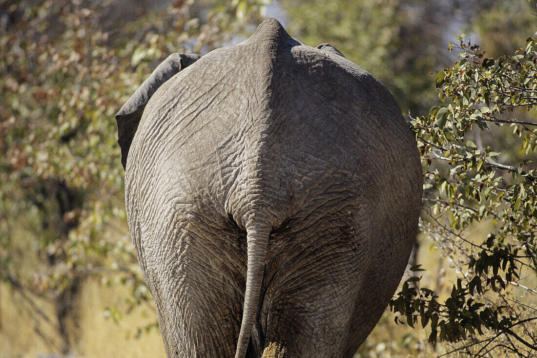 Elephant walks thru trees in Etosha Pan, Namibia, Africa.
