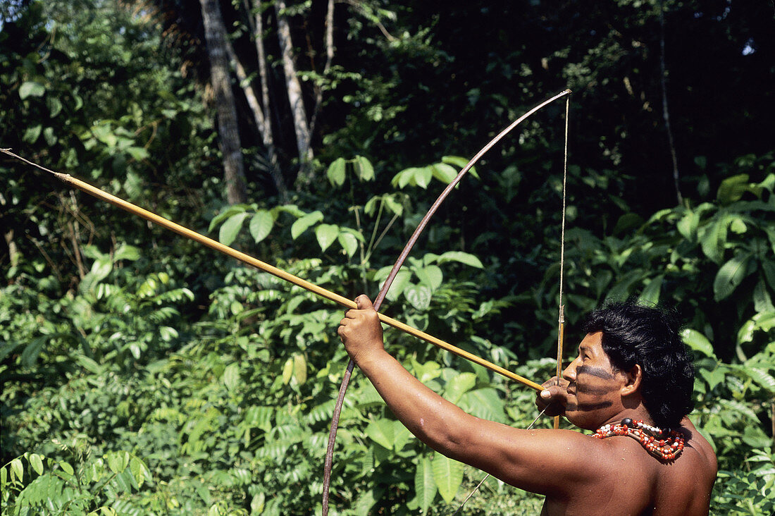 Sateré-Maué tribes man uses bow and arrow to hunt for food to feed his family in the Amazon.