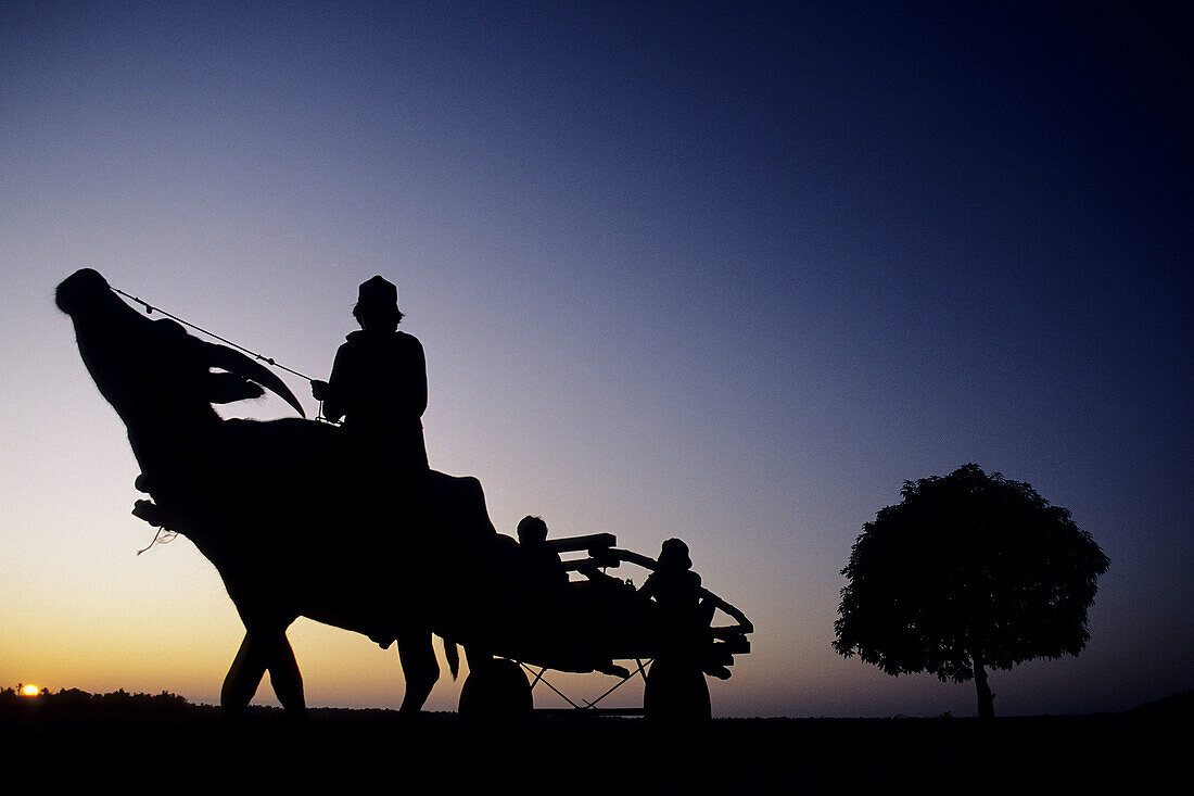 Man driving ox-cart at sunset. Philippines