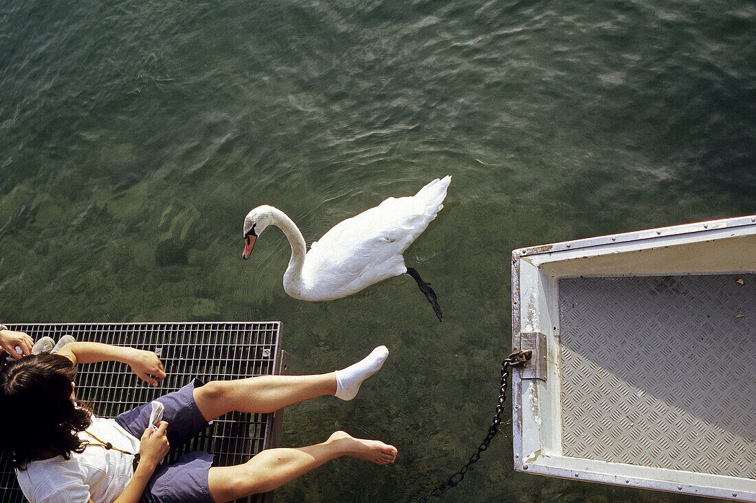 Swan, Zurich. Switzerland