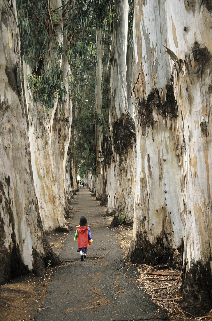 Eucalyptus trees. Oakland, California, USA