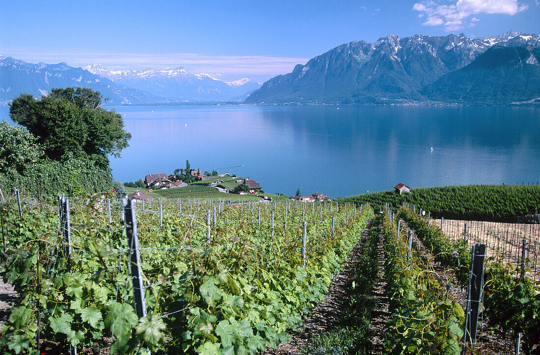 Vineyards along Lake Geneva at Chexbres. Switzerland