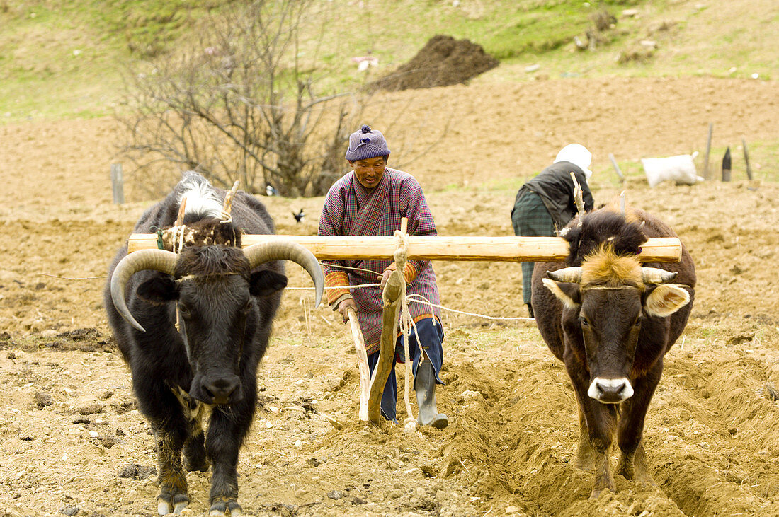 Oxen plowing potato fields, Ura Valley, Bumthang Valley, Bhutan