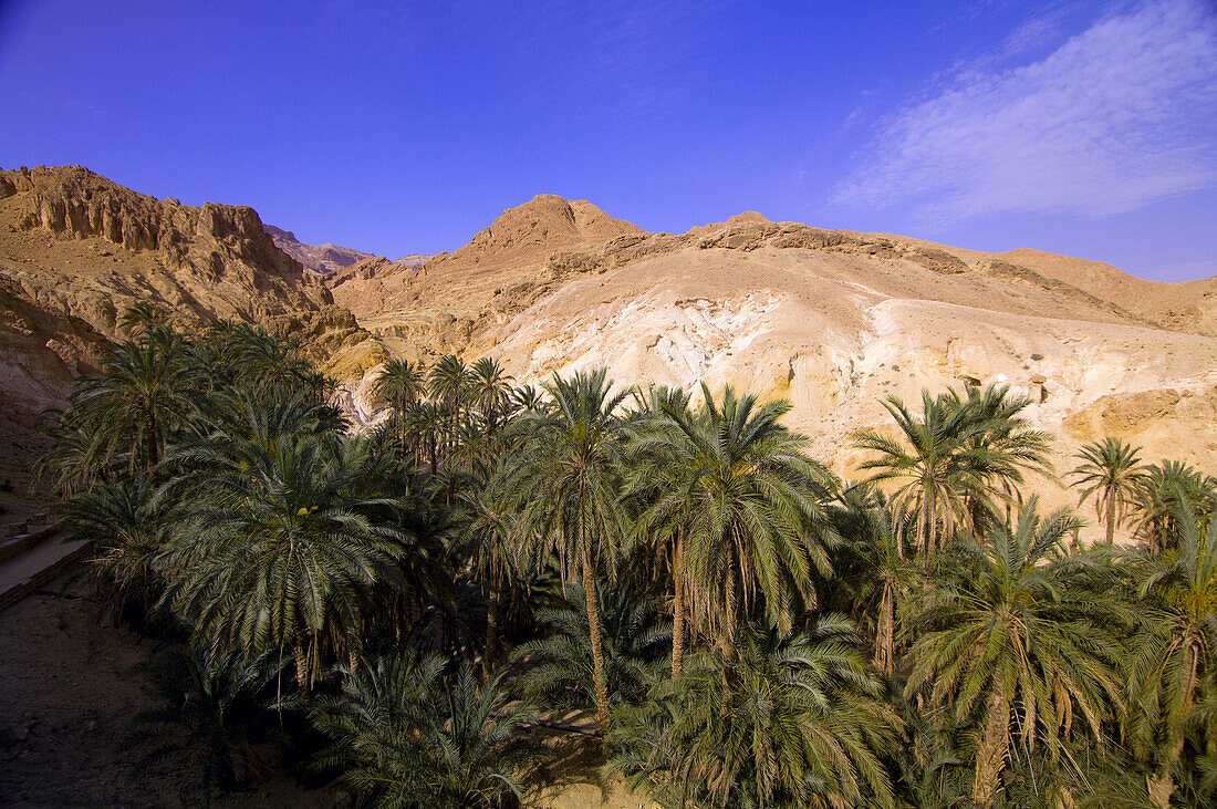 Oasis of Chebika, Tunisia