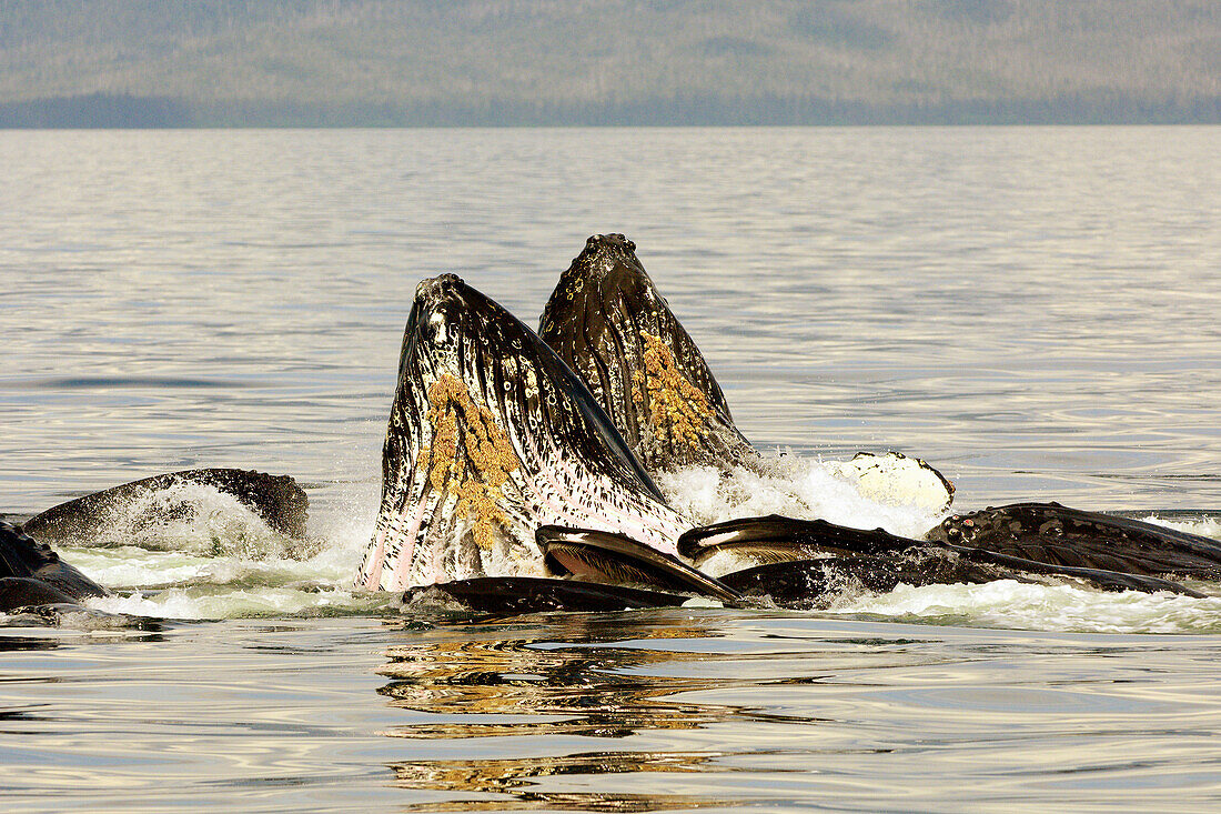 Humpback whales bubble net feeding in the waters off Pinta Point, Frederick Sound, Inside Passage, Southeast Alaska